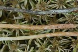 Phaeonematoloma myosotis image