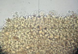 Bolbitius viscosus image