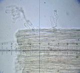 Bolbitius viscosus image