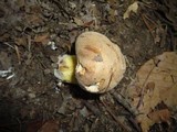 Boletus subluridellus image