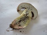 Boletus subluridellus image