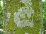 Candelaria concolor image