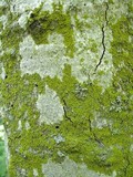 Candelaria concolor image
