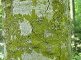Candelaria concolor image