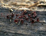 Metatrichia vesparium image