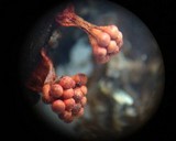 Metatrichia vesparium image