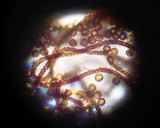 Metatrichia vesparium image