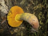 Boletus luridus image