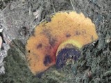 Boletus luridus image