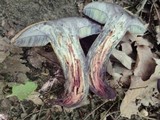 Boletus luridus image