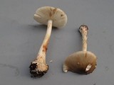 Amanita brunnescens image