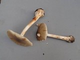 Amanita brunnescens image