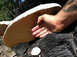 Neolentinus ponderosus image