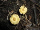 Inocybe rimosa image