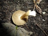 Inocybe rimosa image