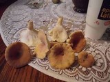 Lactarius hygrophoroides image