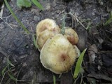Pholiota angustipes image