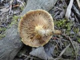 Pholiota angustipes image