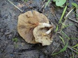 Pholiota angustipes image