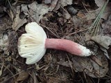 Russula mariae image