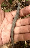 Xylaria grammica image