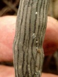 Xylaria grammica image