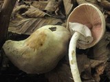 Agaricus silvicola image