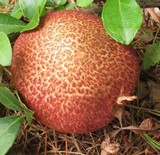 Suillus spraguei image