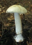 Amanita brunnescens image