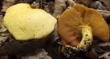 Suillus subaureus image