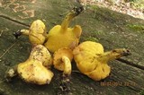 Suillus subaureus image
