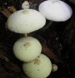 Leucocoprinus cepistipes image