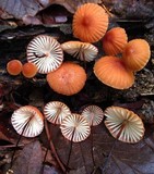 Marasmius fulvoferrugineus image