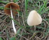 Conocybe apala image