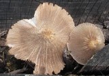 Pluteus longistriatus image
