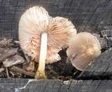 Pluteus longistriatus image