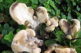 Meripilus sumstinei image