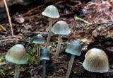 Mycena subcaerulea image