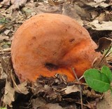 Lactarius volemus image