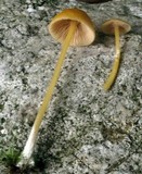 Entoloma unicolor image