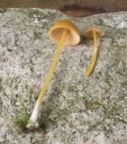Entoloma unicolor image