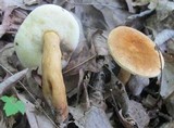 Gyroporus castaneus image