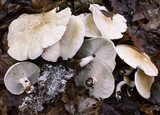 Leucopaxillus laterarius image