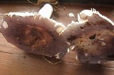 Russula ionochlora image