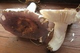 Russula ionochlora image