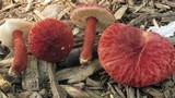 Gyroporus purpurinus image