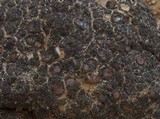 Catapyrenium lachneum image