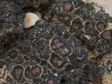 Catapyrenium lachneum image