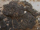 Catapyrenium lachneum image
