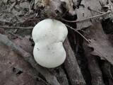 Clitopilus prunulus image